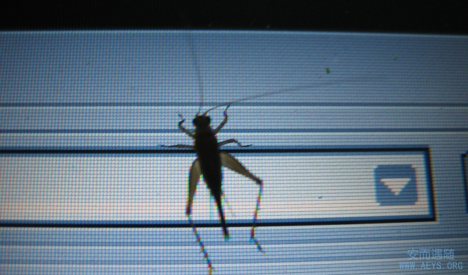 bug2-680x400.jpg