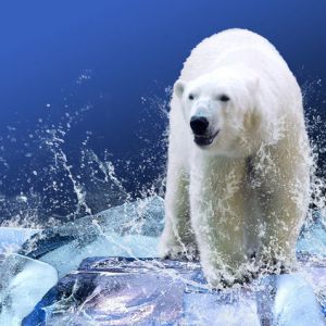 国产WEB扫描器北极熊使用技巧