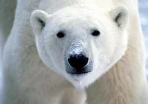 北极熊扫描器4.0发布，无需过多介绍的国产安全工具